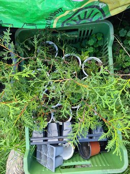 Thuje Zerav na živý plot - 4