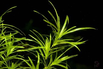 Akvarijni rostlinky - Najas Guadalupensis - 4
