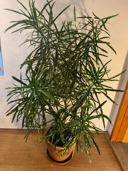 Prodám Ficus Benjamin a Croton Pictum - 4