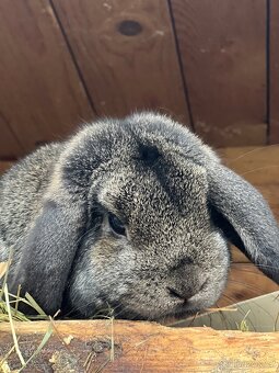 Zakrslý beránek s PP - 4