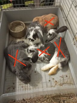 Zakrslý beránek králíček - 4