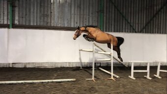 Prodám klisnu vhodnou do chovu - 4