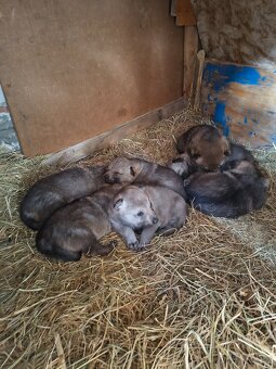 Československý vlčák bez PP - 4