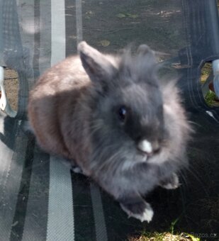 Zakrslý králík samička - 4