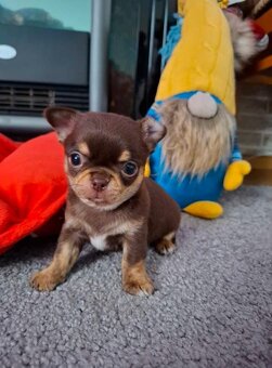 Čivava Štěňata - 4