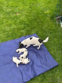 Jack Russel - 4