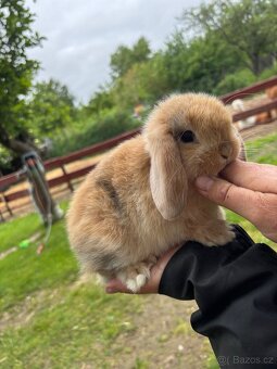 Mini lop - mláďata k rezervaci - 4