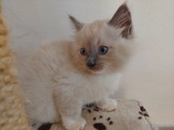 Ragdoll - 4