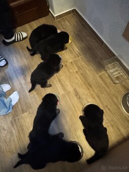 ✨ Na prodej – štěňátka Německého ovčáka ✨ - 4