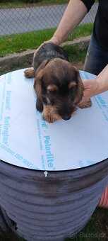 Jezevčík drsnosrstý - 4