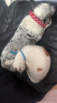 🐾Čivava maminka Marilyn a její dcera Barbie - 4