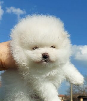 Pomeranian štěňátka  s PP - 4