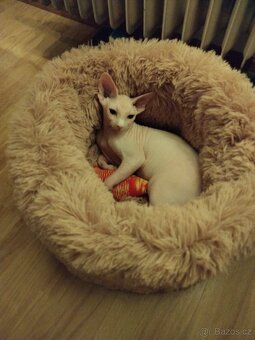 Sphynx - 4