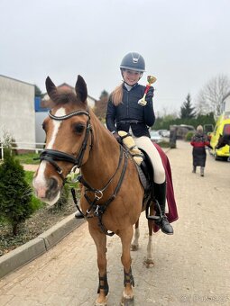 Zkušená pony B klisna - 4