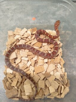 Užovky červené 8/25 classic a diffused - 4