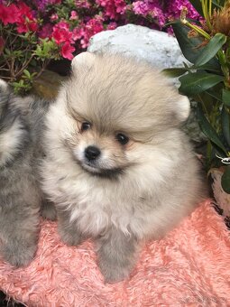 Pomeranian s p.p - 4