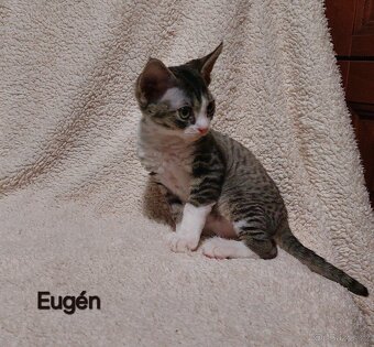 Devon rex koťátka s PP - 4
