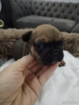 Francouzský buldoček - 4