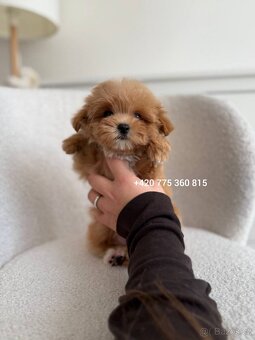 Maltipoo pejsek - 4