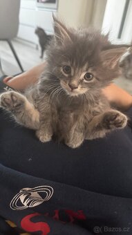 Mainská mývalí - 4