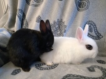 Nádherní zakrslí králíčci - mláďata - 4