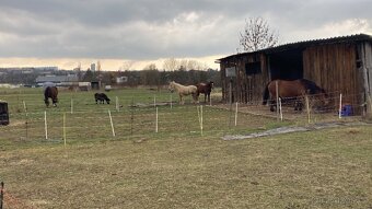 Pastevní ustájení - 4