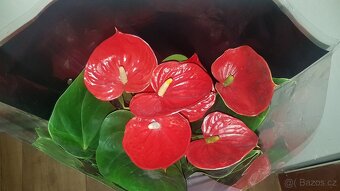 Anthurium - 4