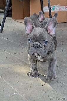 Štěňátka francouzského buldočka – barva blue 🐾 - 4