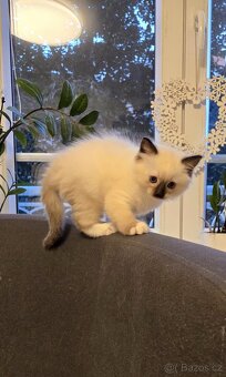 Koťátka Ragdoll - 4