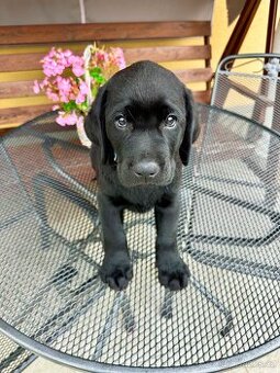 IHNED K ODBĚRU Labradorský Retriever s PP - 4