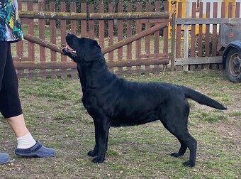 Labradorský retriever s PP - 4