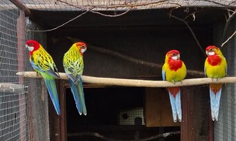 Rosela Golden mantel - 4