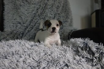 Jack Russell teriér - 4