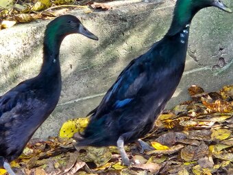 Indický běžec - 4