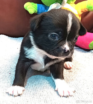 Čivava s PP, krásná štěňátka k odběru. - 4