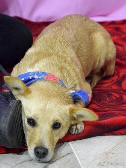 Odysea hledá domov - 4