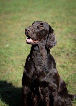 FLAT coated retriever -Černá a hnědá šť s PP - 4