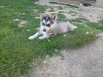Sibiřský Husky - 4