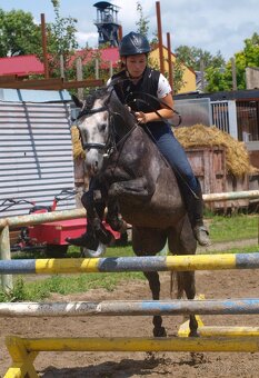 Valach Welsh pony, sekce B k prodeji - 4