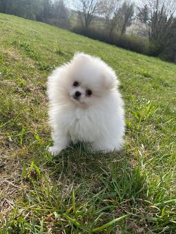 Pomeranian - 4
