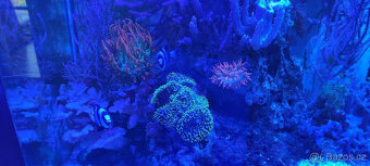 Akvarijní ryby Drobní savci Kočky Koně Koně - potřeby Koně - 4