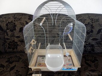 Sameček andulky s klecí. - 4