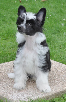 Čínský chocholatý pes osrstěný (labutěnka) pejsek s PP - 4