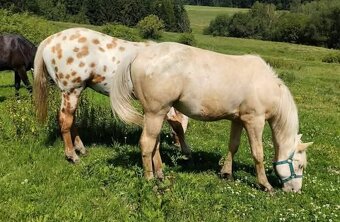 Palomino Foundation Appaloosa valášek - 4