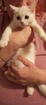 Prodej Britských kotatek - 4