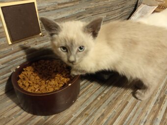 Siamská+ Ragdoll - 4