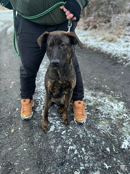 2 fenečky štěňátka - 4