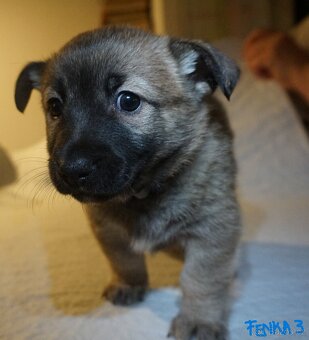 Štěňata s PP plemene MEDI - 4