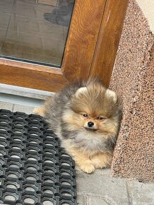 Pomeranian FCI - Chovatelská  stanice Pure Live Puppy - 4