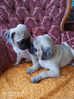 Mops - 4